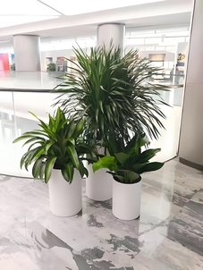 北仑绿化修剪价格